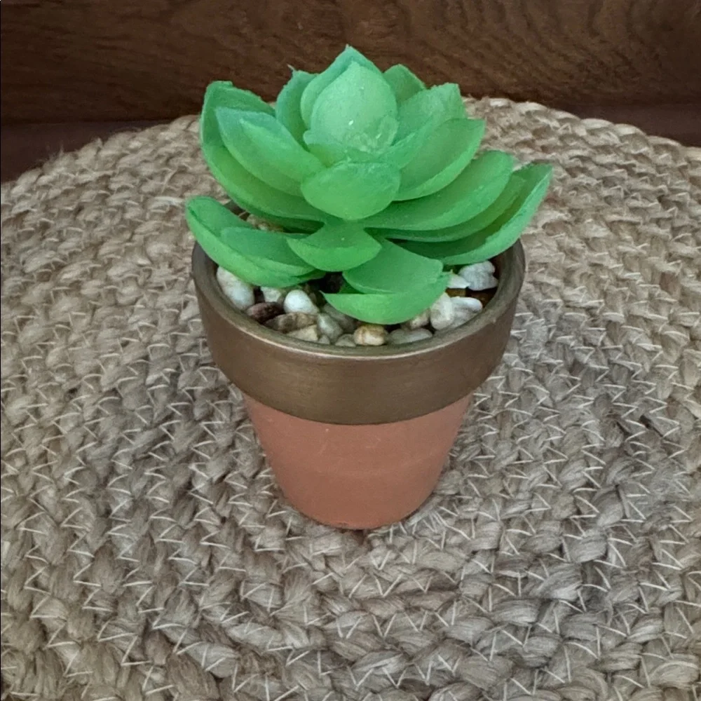 8️⃣ Assorted Succulents in Terracotta Pots